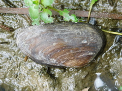 Uniomerus tetralasmus