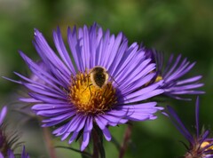 Sparnopolius confusus