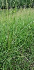 Paspalum notatum