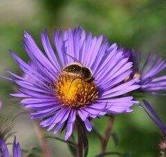 Sparnopolius confusus