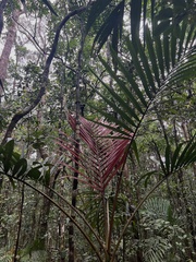 Chambeyronia divaricata