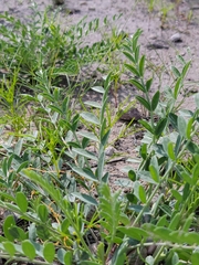 Astragalus gypsodes