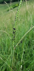 Paspalum notatum