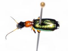 Calleida punctata