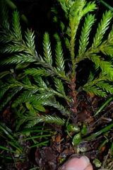 Libocedrus bidwillii