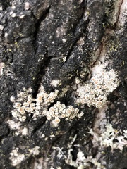 Lecanora hybocarpa