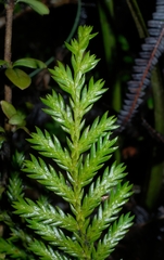 Libocedrus bidwillii