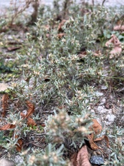 Gnaphalium uliginosum