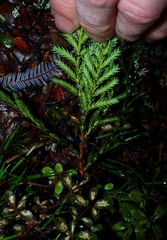 Libocedrus bidwillii