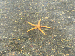 Evasterias troschelii