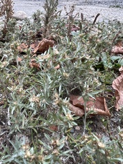 Gnaphalium uliginosum