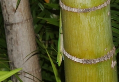 Phelsuma laticauda laticauda