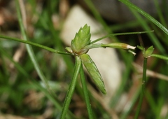 Cyperus gracilis