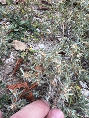 Gnaphalium uliginosum