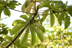 Cecropia obtusifolia image