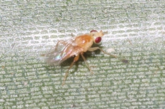 Acalyptratae
