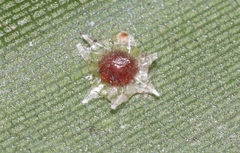Ceroplastes stellifer