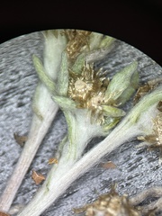 Gnaphalium uliginosum