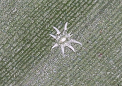 Ceroplastes stellifer