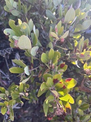 Arctostaphylos tomentosa