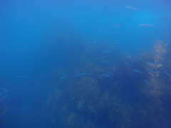 Atherinops affinis