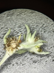 Gnaphalium uliginosum