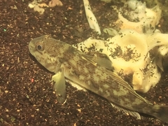 Neogobius melanostomus