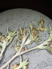 Gnaphalium uliginosum