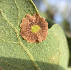 Andricus pattersonae