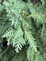 Thuja