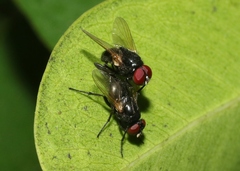 Hydrotaea