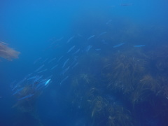 Atherinops affinis