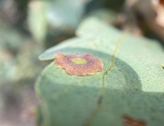 Andricus pattersonae