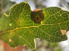 Andricus pattersonae