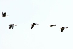 Anser brachyrhynchus
