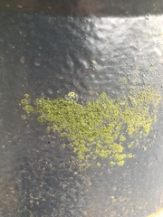 Chrysothrix candelaris