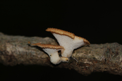 Polyporus tuberaster