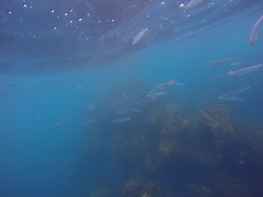 Atherinops affinis