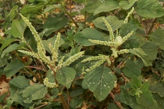 Amaranthus hybridus