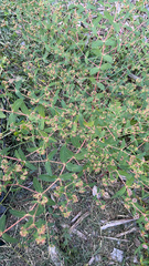 Euphorbia nutans
