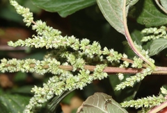 Amaranthus hybridus