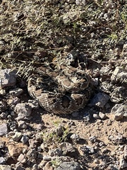 Crotalus scutulatus