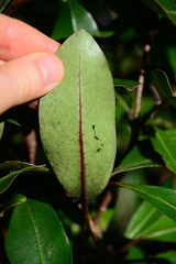 Pittosporum huttonianum