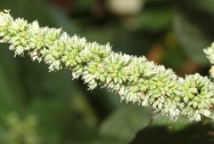 Amaranthus hybridus