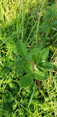 Rubus cuneifolius