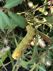 Eumorpha fasciatus