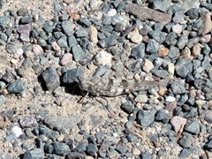 Oedipoda caerulescens