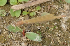 Ischnura pumilio