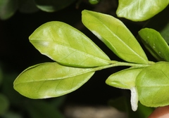 Erysiphe euonymicola