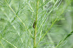 Paraulacizes irrorata